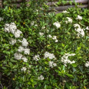 SMILAX ASPERA, L, SALSAPARIGLIA, SMILACACEAE - 4212