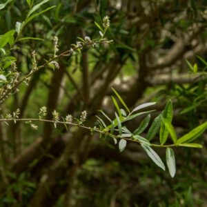 SALIX ROSMARINIFOLIA, L, SALICE A FOGLIE DI ROSMARINO, SALICACEAE, EUROPA SUD ORIENTALE - 4214