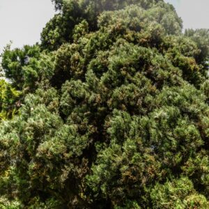 CUPRESSUS SEMPERVIRENS, L,  CIPRESSO COMUNE, REGIONE MEDITERRANEA ORIENTALE, CUPRESSACEAE