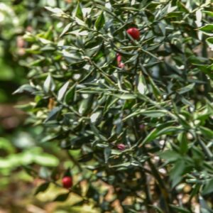 RUSCUS ACULEATUS, L, PUNGITOPO, LILIACEAE - 4219