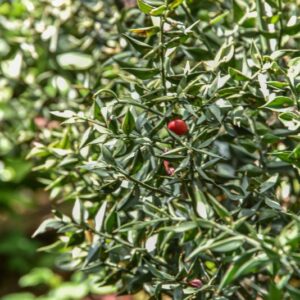 RUSCUS ACULEATUS, L, PUNGITOPO, LILIACEAE - 4218