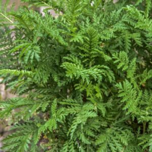 TANACETUM VULGARE, L, TANACETO, TANSY, BITTER BOTTON, ASTERACEAE, EUROASIATICO