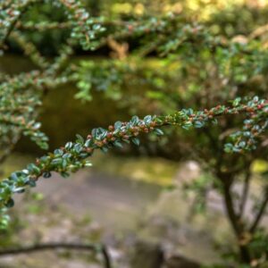 COTONEASTER HORIZONTALIS, DECNE, COTOGNASTRO PROSTRATO, ROCKSPRAY COTONEASTER, ROSACEAE, CHINA, NEPAL