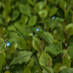 CERATOSTIGMA PLUMBAGINOIDES, BUNGUE, CERATOSTIMMA, BLUE LEADWOOD, PLUMBAGINACEAE