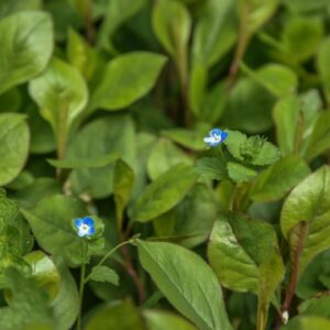 CERATOSTIGMA PLUMBAGINOIDES, BUNGUE, CERATOSTIMMA, BLUE LEADWOOD, PLUMBAGINACEAE