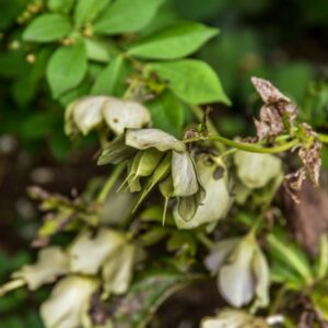 HELLOBORUS ORIENTALIS LAM,  RANUNCOLACEAE, TURCHIA, CAUCASO - 4234