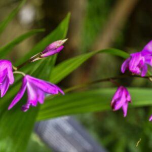 BLETILLA STRIATA, BLETILLA, CHINESE GROUND ORCHID, ORCHIDACEAE, CHINA