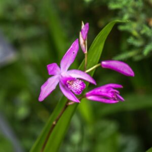 BLETILLA STRIATA, BLETILLA, CHINESE GROUND ORCHID, ORCHIDACEAE, CHINA