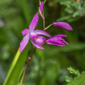 BLETILLA STRIATA, BLETILLA, CHINESE GROUND ORCHID, ORCHIDACEAE, CHINA