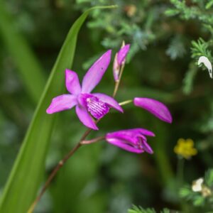 BLETILLA STRIATA, BLETILLA, CHINESE GROUND ORCHID, ORCHIDACEAE, CHINA