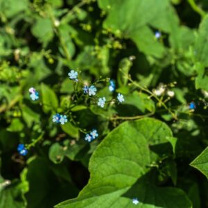 BRUNNERA MACROPHYLLA, BUGLOSSA DELLA SIBERIA, SIBERIAN BUGLOSS,BORAGINACEAE, CAUCASO
