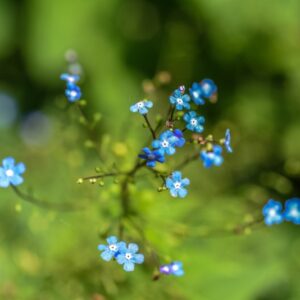 BRUNNERA MACROPHYLLA, BUGLOSSA DELLA SIBERIA, SIBERIAN BUGLOSS,BORAGINACEAE, CAUCASO