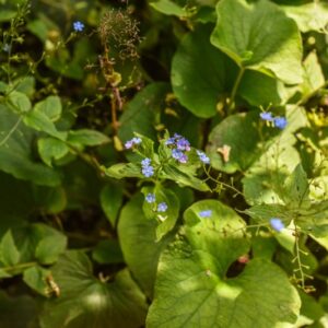 BRUNNERA MACROPHYLLA, BUGLOSSA DELLA SIBERIA, SIBERIAN BUGLOSS,BORAGINACEAE, CAUCASO