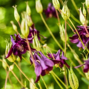 AQUILEGIA VULGARIS, L, AQUILEGIA COMUNE, RANUNCOLACEAE