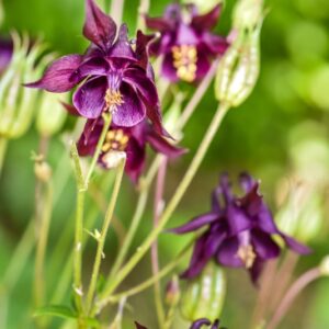 AQUILEGIA VULGARIS, L, AQUILEGIA COMUNE, RANUNCOLACEAE