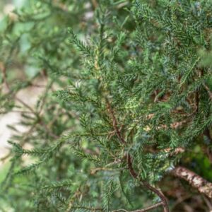 JUNIPERUS ASQUAMATA, MAYERI, GINEPRO SQUAMOSO, HYMALAIAN JUNIPER, CUPRESSACEAE, AFGHEANISTAN, PAKISTAN, NEPAL, CHINA - 4248