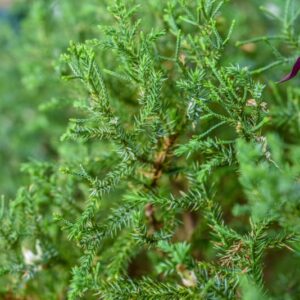 JUNIPERUS ASQUAMATA, MAYERI, GINEPRO SQUAMOSO, HYMALAIAN JUNIPER, CUPRESSACEAE, AFGHEANISTAN, PAKISTAN, NEPAL, CHINA - 4249