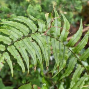CYRTOMIUM FALCATUM, FELCE AGRIFOGLIO, DRYOPTERIDACEAE, CHINA, GIAPPONE