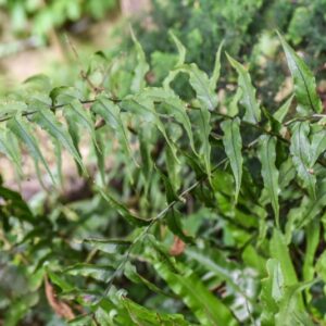 CYRTOMIUM FALCATUM, FELCE AGRIFOGLIO, DRYOPTERIDACEAE, CHINA, GIAPPONE