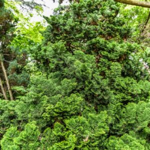 CHAMAECYPARIS OBTUSA, NANA GRACILIS, CIPRESSO GIAPPONESE, CUPRESSACEAE, GIAPPONE, TAIWAN