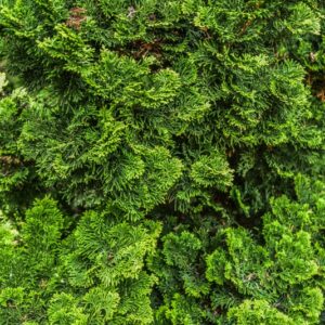 CHAMAECYPARIS OBTUSA, NANA GRACILIS, CIPRESSO GIAPPONESE, CUPRESSACEAE, GIAPPONE, TAIWAN