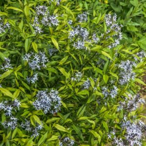 AMSONIA TABERNAEMONTANA, WALTER, BLUE STAR, APOCYNACEAE, STATI UNITI CENTRALI