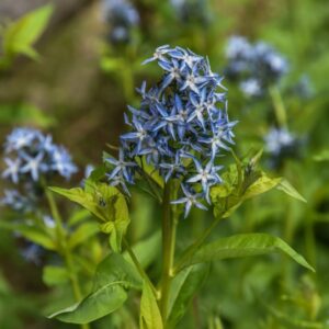 AMSONIA TABERNAEMONTANA, WALTER, BLUE STAR, APOCYNACEAE, STATI UNITI CENTRALI