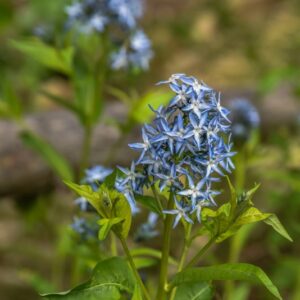 AMSONIA TABERNAEMONTANA, WALTER, BLUE STAR, APOCYNACEAE, STATI UNITI CENTRALI - 4259