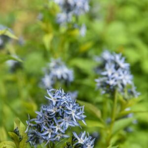 AMSONIA TABERNAEMONTANA, WALTER, BLUE STAR, APOCYNACEAE, STATI UNITI CENTRALI - 4260