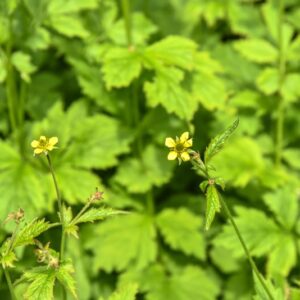 GEUN MACROPHYLLUM, ERBA GIALLA BENEDETTA, ROSACEAE, NORD AMERICA, ASIA ORIENTALE - 4262