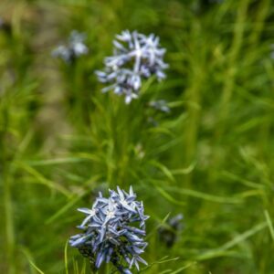 AMSONIA HUBRICHTII, WOODSON, HUBRICHT S BLUESTAR, APOCYNACEAE, ARKANSAS, MISSOURI