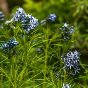 AMSONIA HUBRICHTII, WOODSON, HUBRICHT S BLUESTAR, APOCYNACEAE, ARKANSAS, MISSOURI