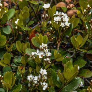 RHAPHIOLEPIS INDICA LINDL, ROSACEAE, CHINA - 4267