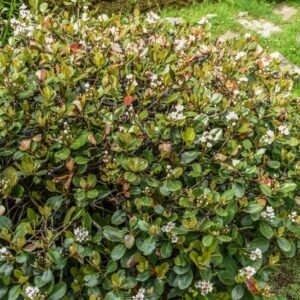 RHAPHIOLEPIS INDICA LINDL, ROSACEAE, CHINA - 4270