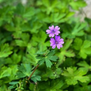 GERANIUM DALMATICUM, GERANIO DI DALMAZIA, GERANIACEAE, ALBANIA, YUGOSLAVIA SUD OCCIDENTALE - 4276