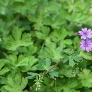 GERANIUM DALMATICUM, GERANIO DI DALMAZIA, GERANIACEAE, ALBANIA, YUGOSLAVIA SUD OCCIDENTALE - 4277
