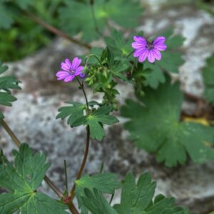 GERANIUM DALMATICUM, GERANIO DI DALMAZIA, GERANIACEAE, ALBANIA, YUGOSLAVIA SUD OCCIDENTALE - 4278