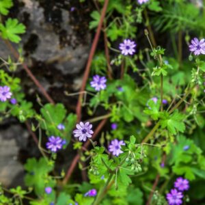 GERANIUM PYRENAICUM, GERANIO DEI PIRENEI, GERANIACEAE, COSTE DEL MEDITERRANEO - 4281