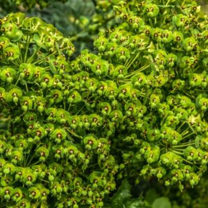 EUPHORBIA CHARACIAS, L, EUFORBIA CESPUGLIOSA, EUPHORBIACEAE, REGIONI MEDITERRANEE - 4284