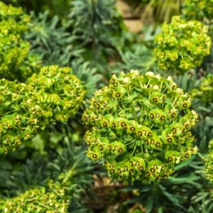 EUPHORBIA CHARACIAS, L, EUFORBIA CESPUGLIOSA, EUPHORBIACEAE, REGIONI MEDITERRANEE - 4285