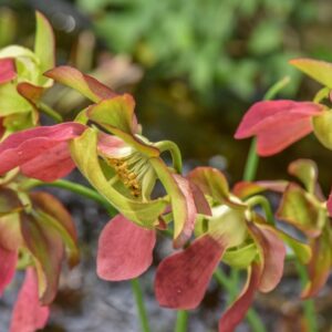 SARRACENIA SP, SARRACENIACEAE, PIANTA AD ANFORA, PIANTA CARNIVORA - 4290