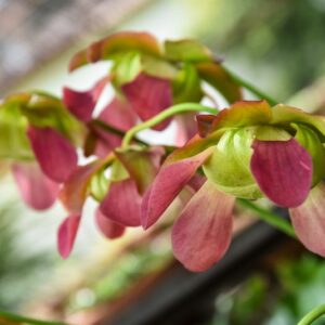 SARRACENIA SP, SARRACENIACEAE, PIANTA AD ANFORA, PIANTA CARNIVORA - 4291