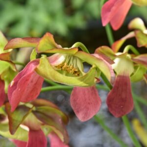 SARRACENIA SP, SARRACENIACEAE, PIANTA AD ANFORA, PIANTA CARNIVORA - 4292