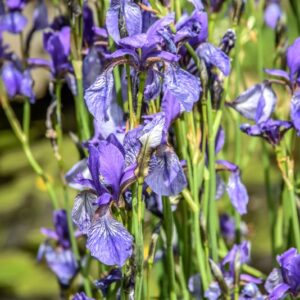 IRIS SIBIRICA, GIAGGIOLO SIBERIANO, SIBERIAN IRIS, IRIDACEAE, EUROSIBERIANA - 4294