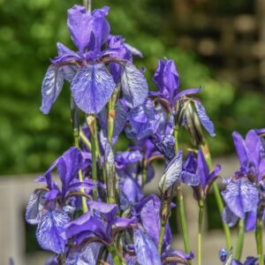 IRIS SIBIRICA, GIAGGIOLO SIBERIANO, SIBERIAN IRIS, IRIDACEAE, EUROSIBERIANA - 4295