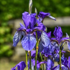 IRIS SIBIRICA, GIAGGIOLO SIBERIANO, SIBERIAN IRIS, IRIDACEAE, EUROSIBERIANA - 4296