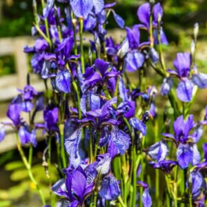 IRIS SIBIRICA, GIAGGIOLO SIBERIANO, SIBERIAN IRIS, IRIDACEAE, EUROSIBERIANA - 4297