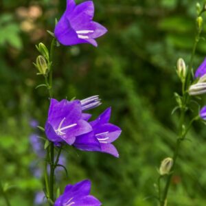 CORYDALIS CAVA, L, COLOMBINA CAVA, PAPAVERACEAE, EUROPA, CAUCASO