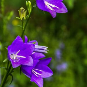 CORYDALIS CAVA, L, COLOMBINA CAVA, PAPAVERACEAE, EUROPA, CAUCASO