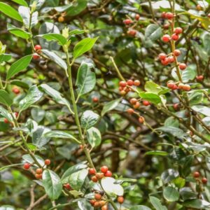 ILEX AQUIFOLIUM, L, AGRIFOGLIO, PUNGITOPO MAGGIORE, AQUIFOLIACEAE, BACINO DEL MEDITERRANEO - 4303
